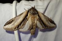 Pheosia tremula