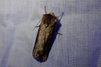 Axylia putris