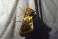 Diachrysia chrysitis