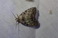 Meganola strigula