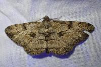 Peribatodes rhomboidaria rhomboidaria