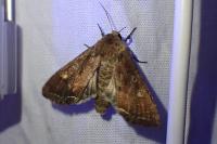 Lacanobia oleracea