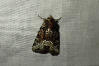Oligia strigilis/versicolor