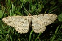 Hypomecis punctinalis