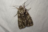 Acronicta rumicis