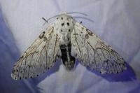 Cerura erminea