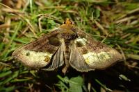 Diachrysia chrysitis