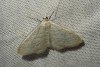 Idaea subsericeata