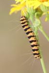 Tyria jacobaeae