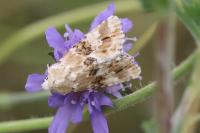 Eremobia ochroleuca