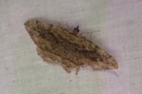 Philereme transversata