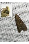Eccopisa effractella