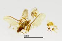 Eccopisa effractella