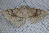 Adactylotis contaminaria