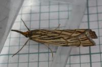 Chrysocramboides craterellus
