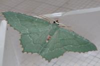 Hemithea aestivaria