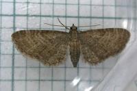 Eupithecia haworthiata