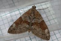 Thera obeliscata