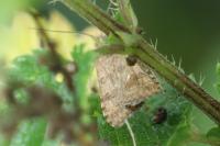 Nomophila noctuella