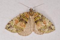 Hydriomena furcata