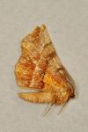 Selenia dentaria