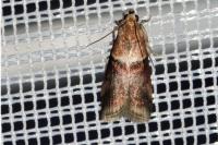 Acrobasis tumidana