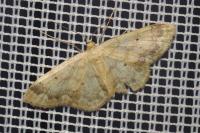 Idaea biselata