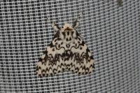 Lymantria monacha