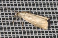 Chrysoteuchia culmella