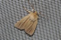 Mythimna impura