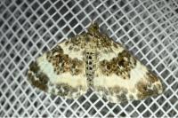 Epirrhoe rivata