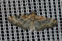 Eupithecia linariata/pulchellata/pyreneata
