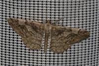 Alcis repandata