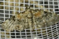 Eupithecia linariata