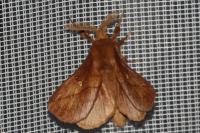 Euthrix potatoria