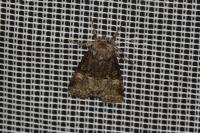 Brachylomia viminalis