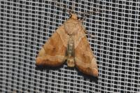 Cosmia trapezina
