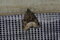 Deltote pygarga