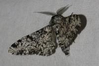 Biston betularia