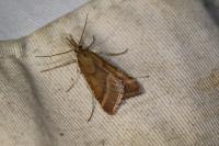 Synaphe punctalis