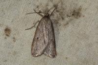 Pachycnemia hippocastanaria hippocastanaria