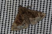 Hypena crassalis