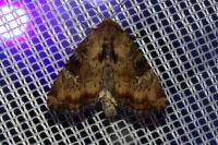Apamea scolopacina