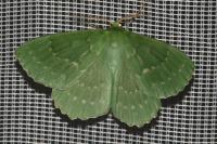 Geometra papilionaria