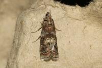 Phycita roborella
