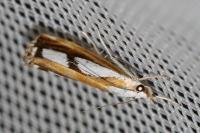Catoptria gr. permutatellus