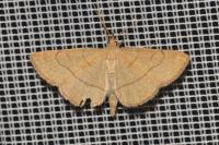 Paracolax tristalis