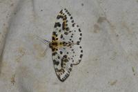 Abraxas grossulariata
