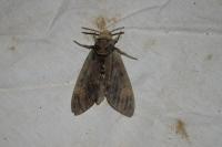 Acherontia atropos
