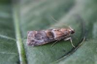 Acrobasis repandana